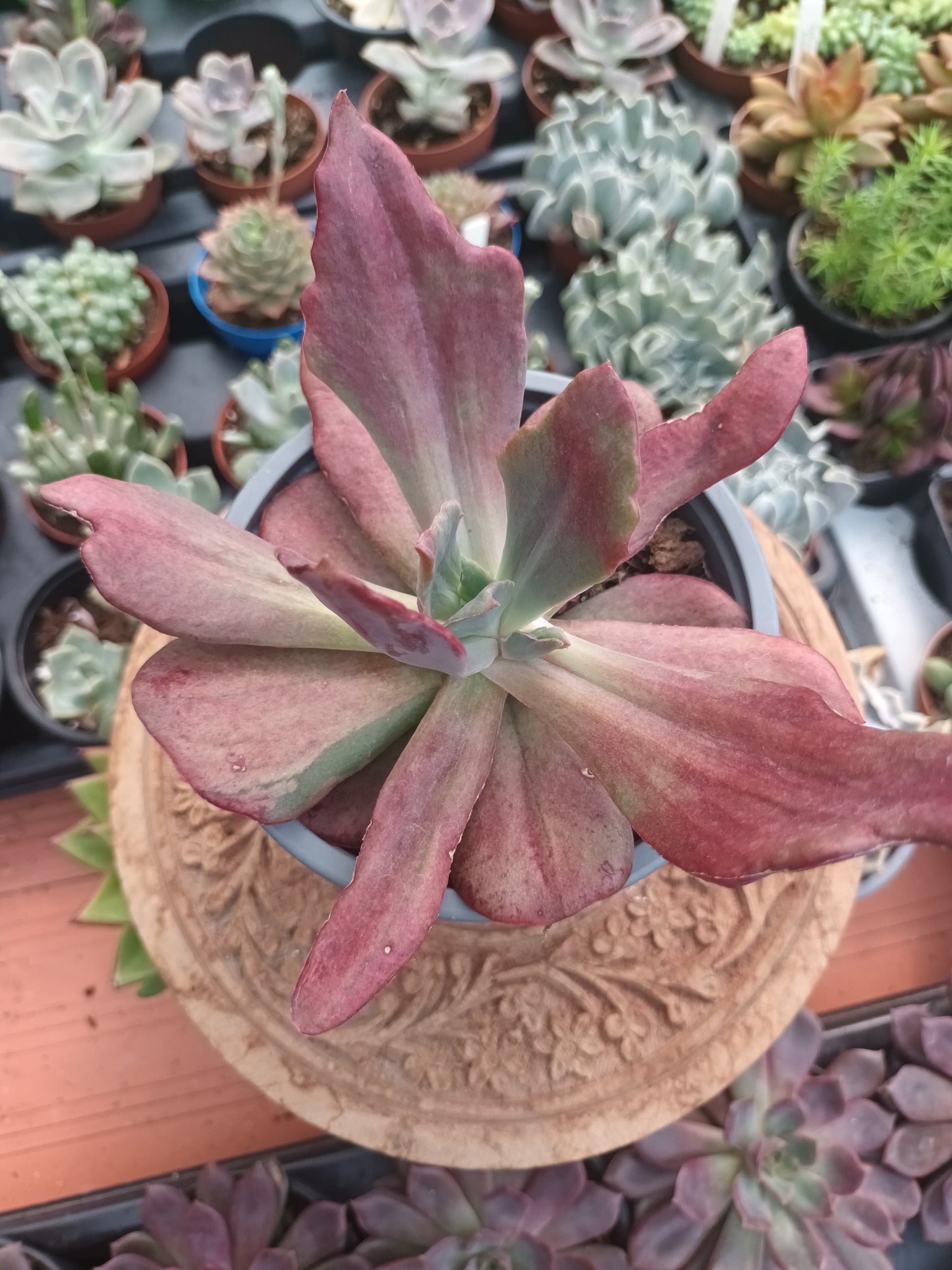 Echeveria Diamond State Monstruosa