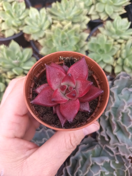 Echeveria agavoides 'Atlas'