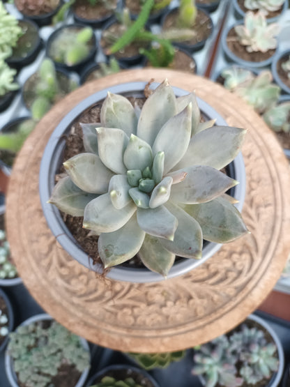 Pachyveria Krakatoa