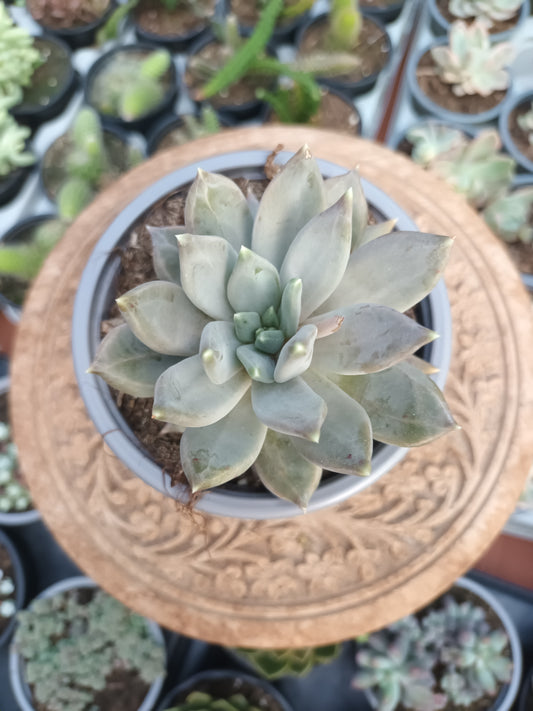 Pachyveria Krakatoa
