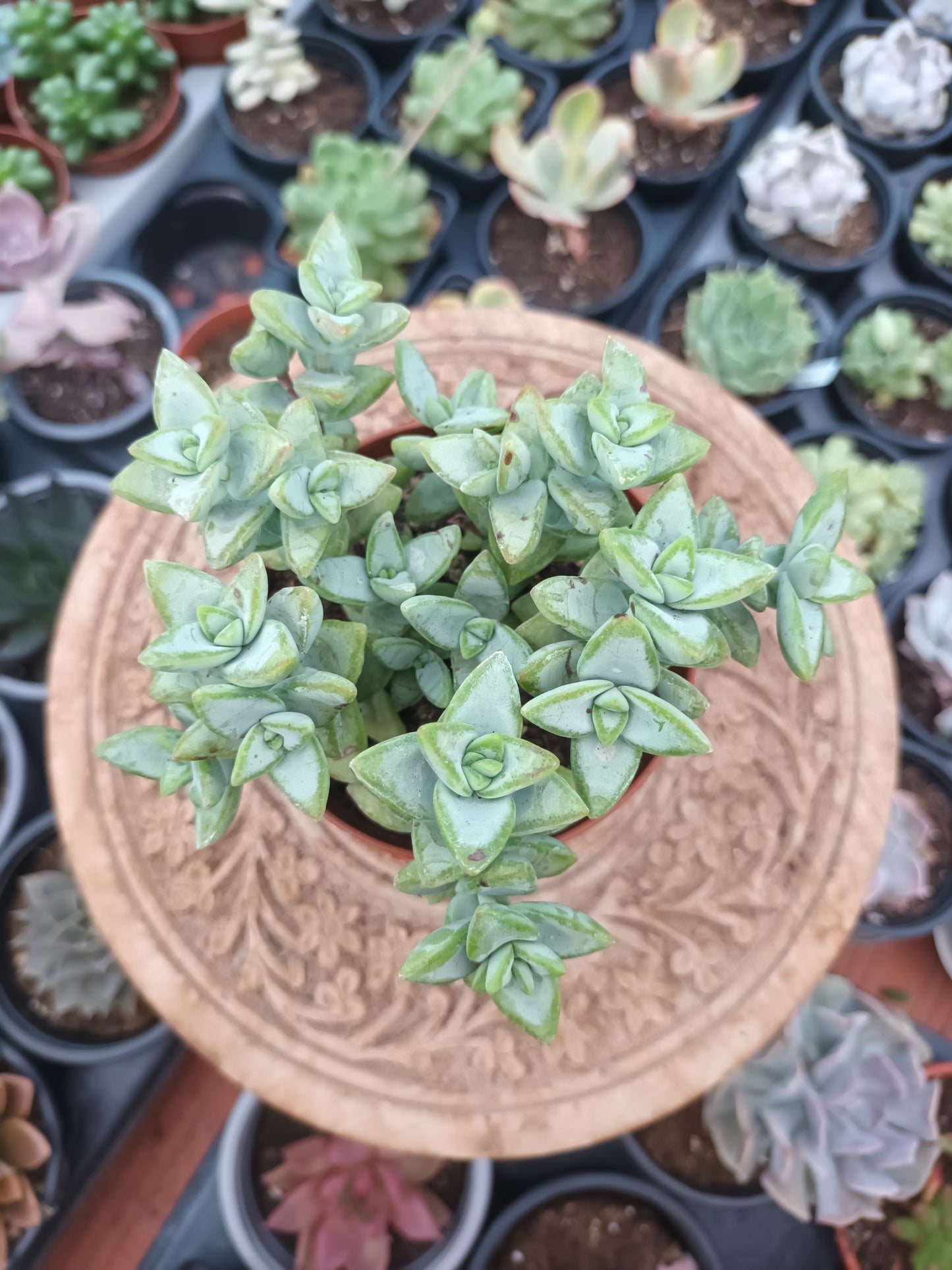 Crassula rupestris