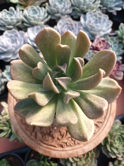 Echeveria Curve
