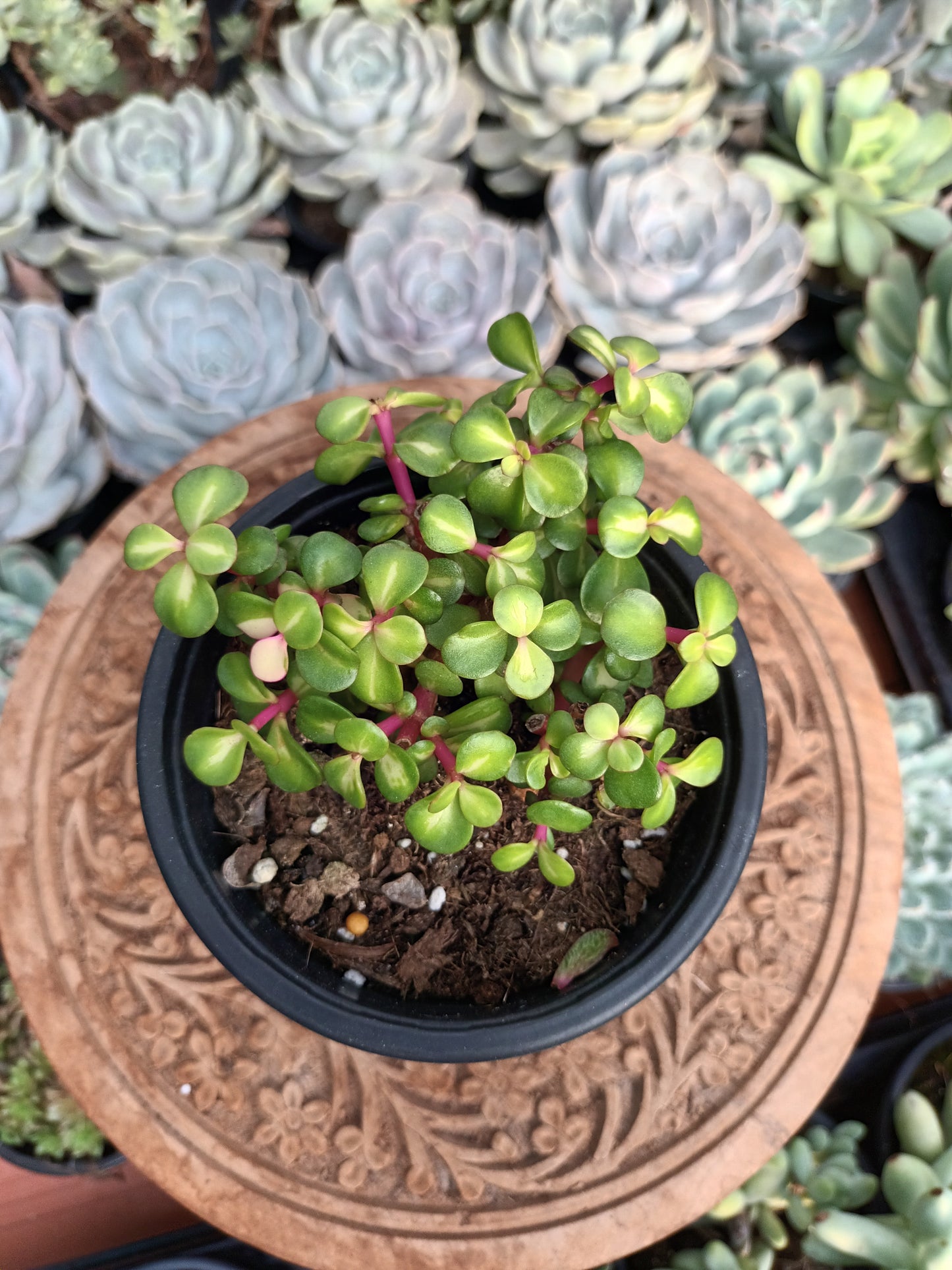 Portulacaria afra 'Mediopicta'