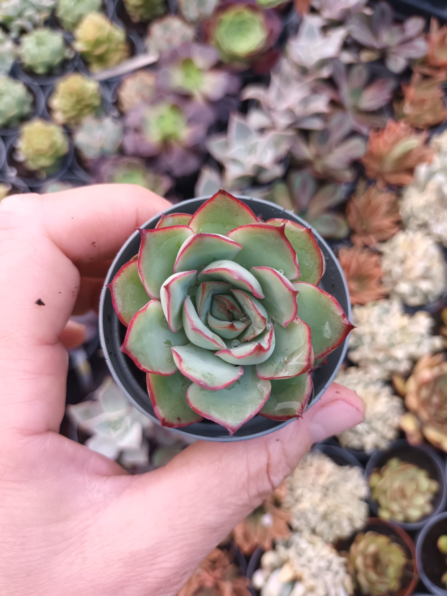 Echeveria esther