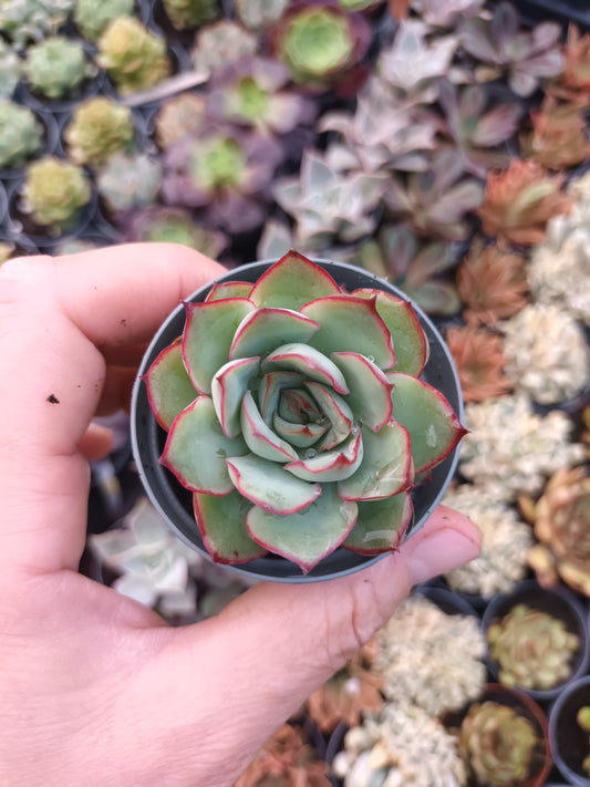 Echeveria esther