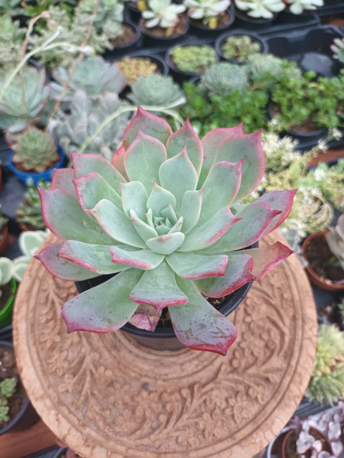 Echeveria laurensis azulita