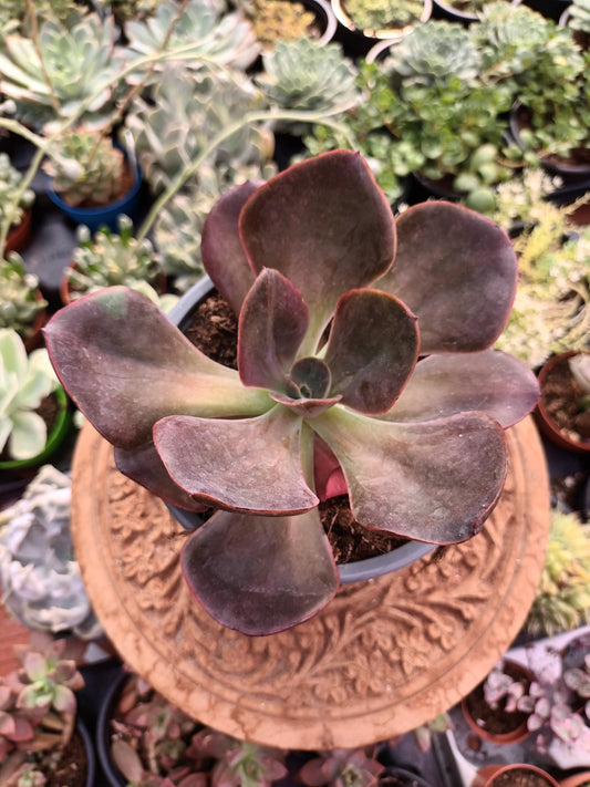 Echeveria goiabinha revertida