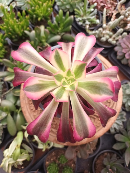 Aeonium Medusa