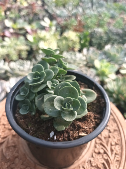 Sedum spp