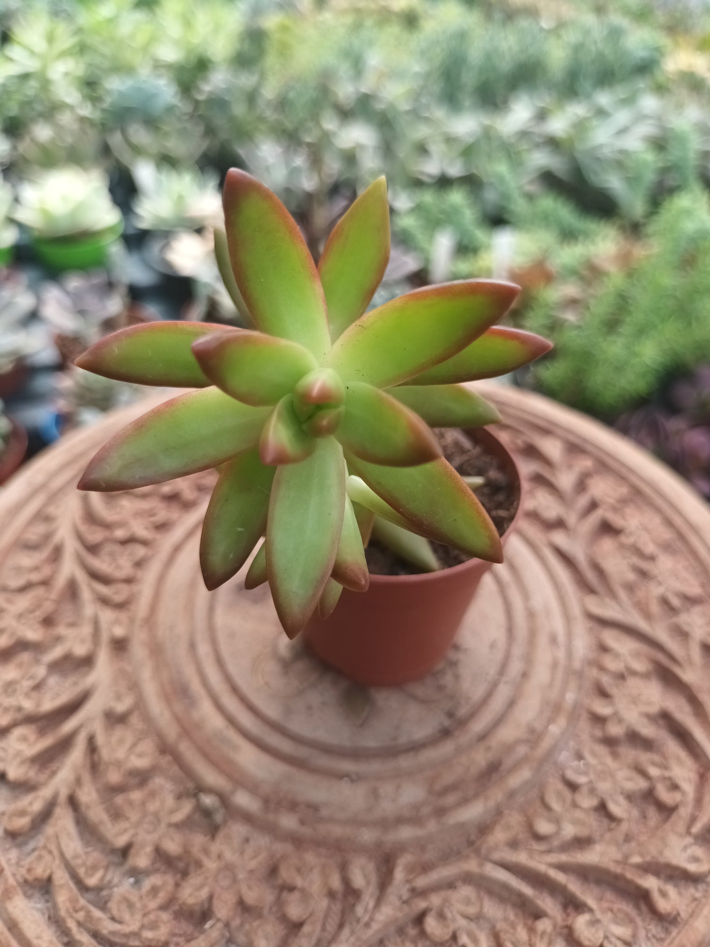Sedum Nussbaumerianum