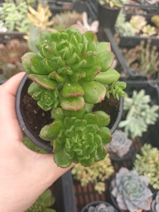 Echeveria red latern