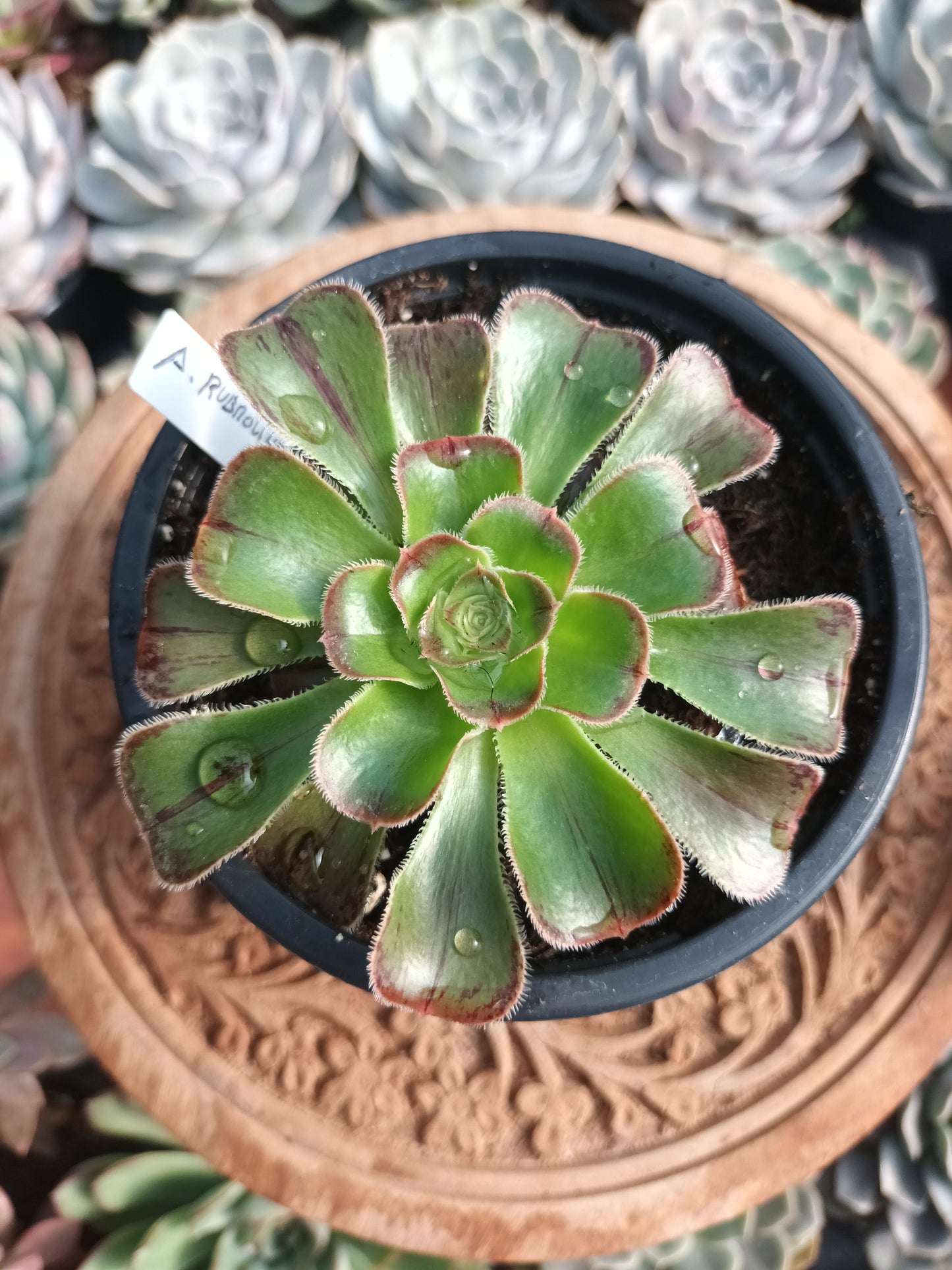 Aeonium rubrolineatum