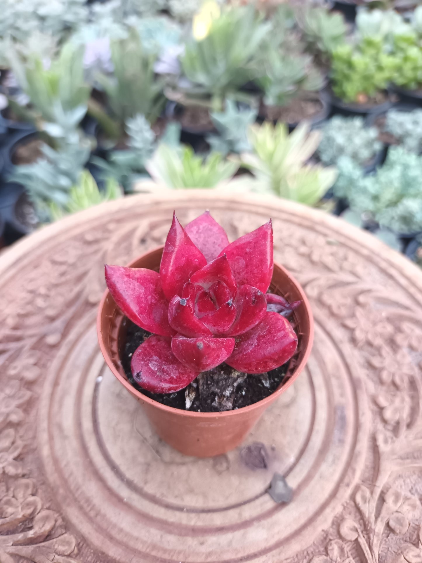 Echeveria agavoides 'Bordeaux'