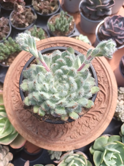 Echeveria Setosa var.minor
