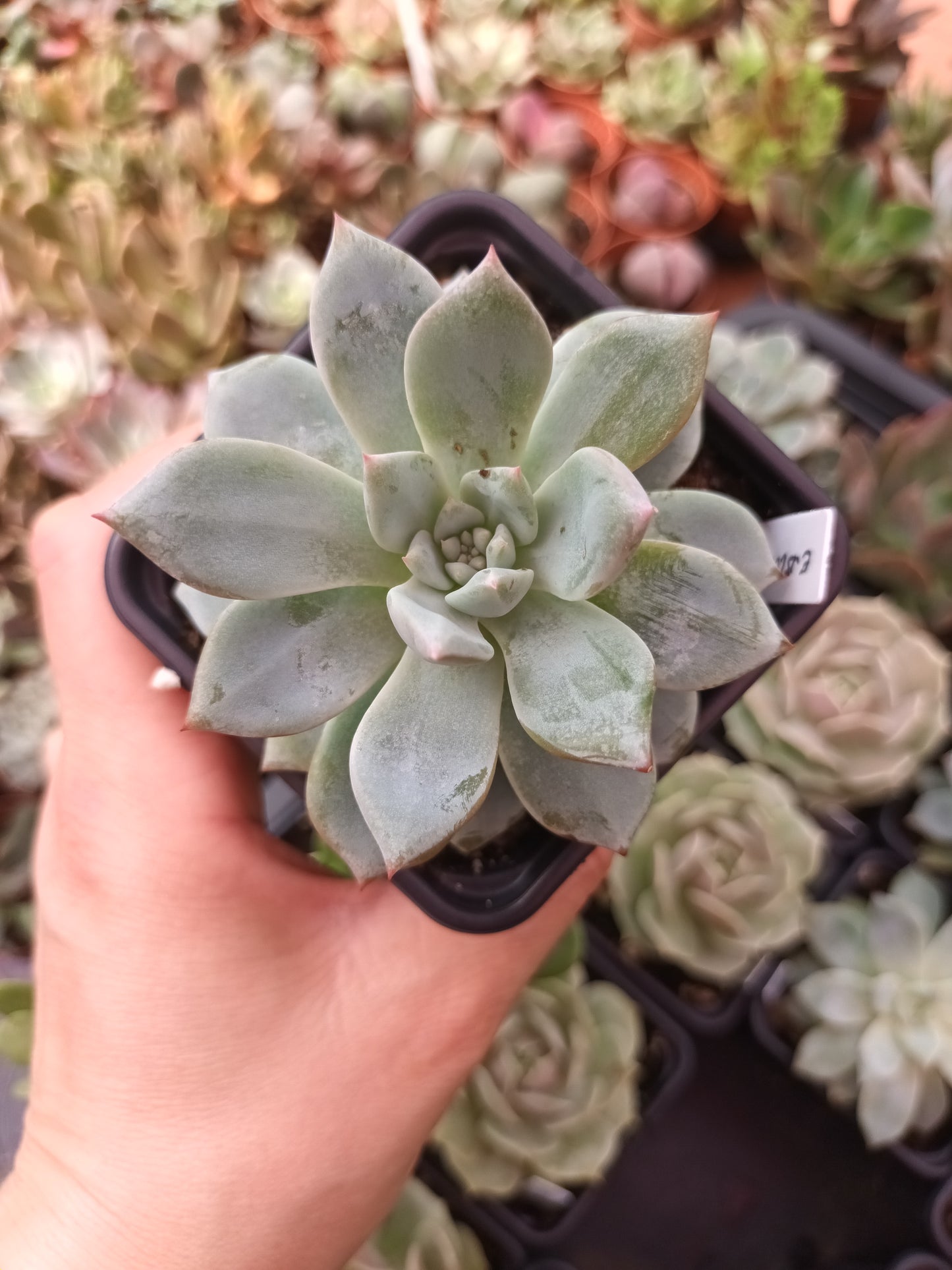 Echeveria Blue Bird