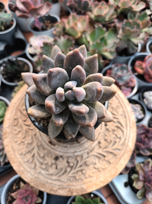 Echeveria chocolate star