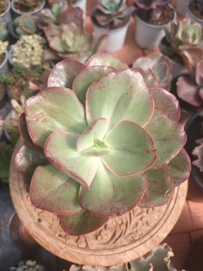 Echeveria Kissing