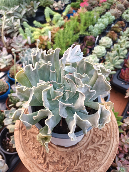 Echeveria nichi