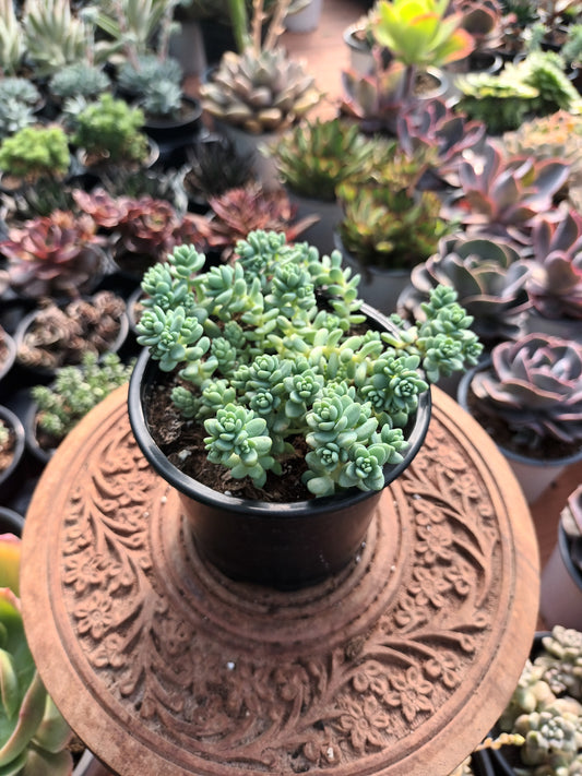 Sedum Dasyphyllum 'mayor'