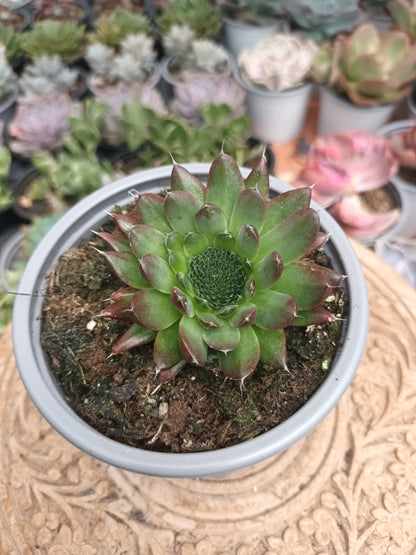 Orostachys spinosa 'Rot'