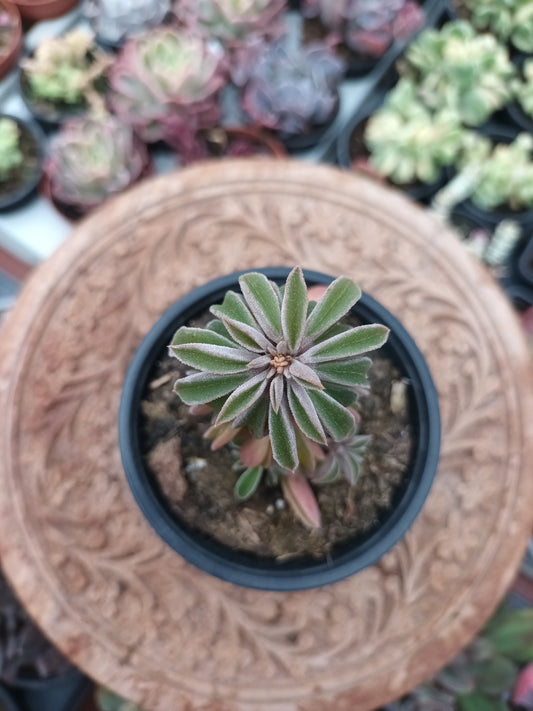Peperomia 'Asperula'