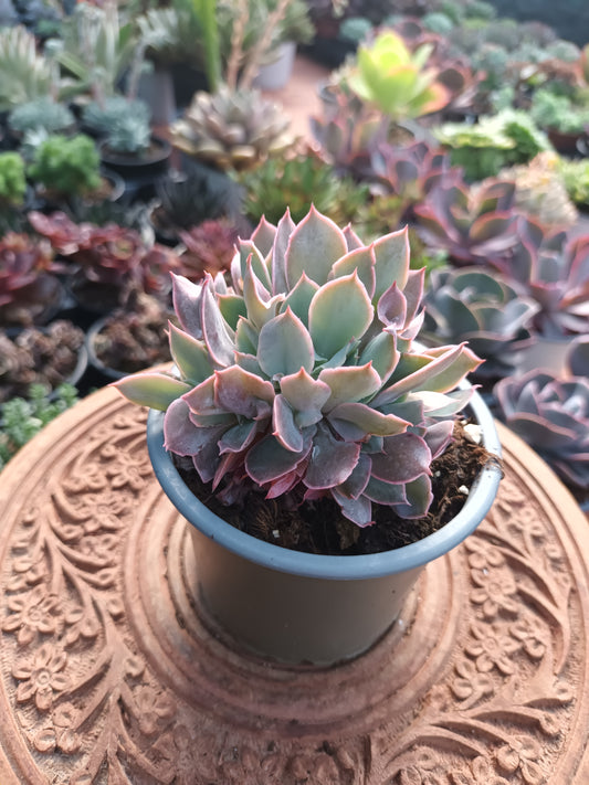 Echeveria Pink trumpet cristata