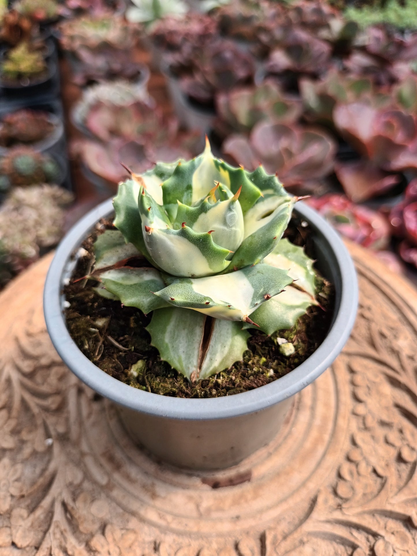 Agave istmensis Ohi Raijin Variegata