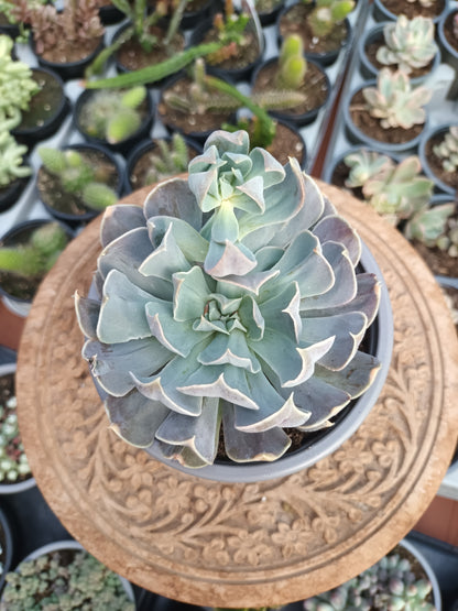 Echeveria Swan Lake
