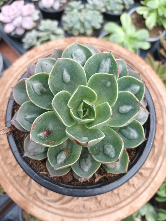 Echeveria Raindrops