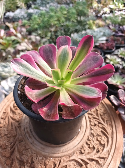 Aeonium Medusa