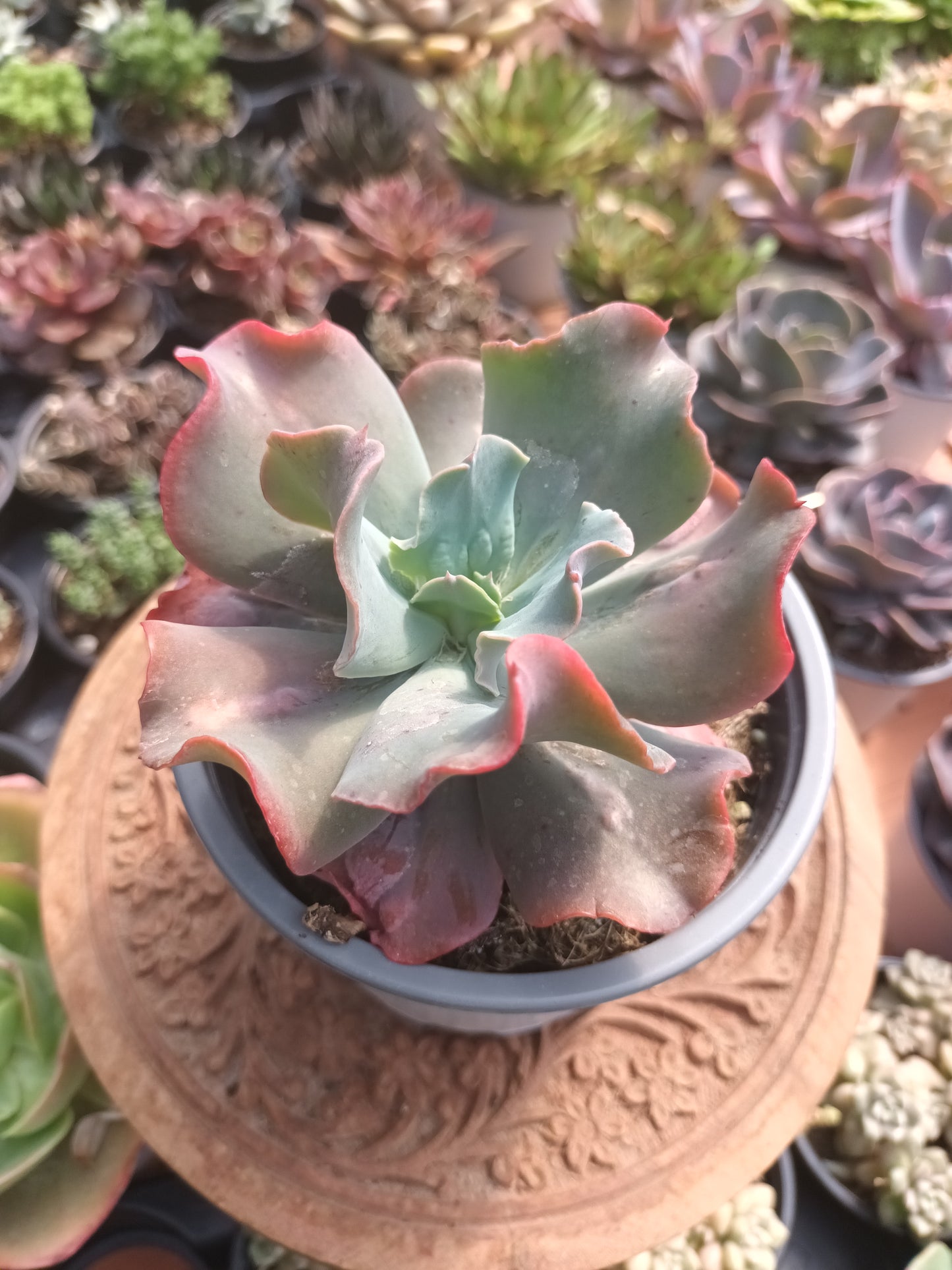 Echeveria culibra