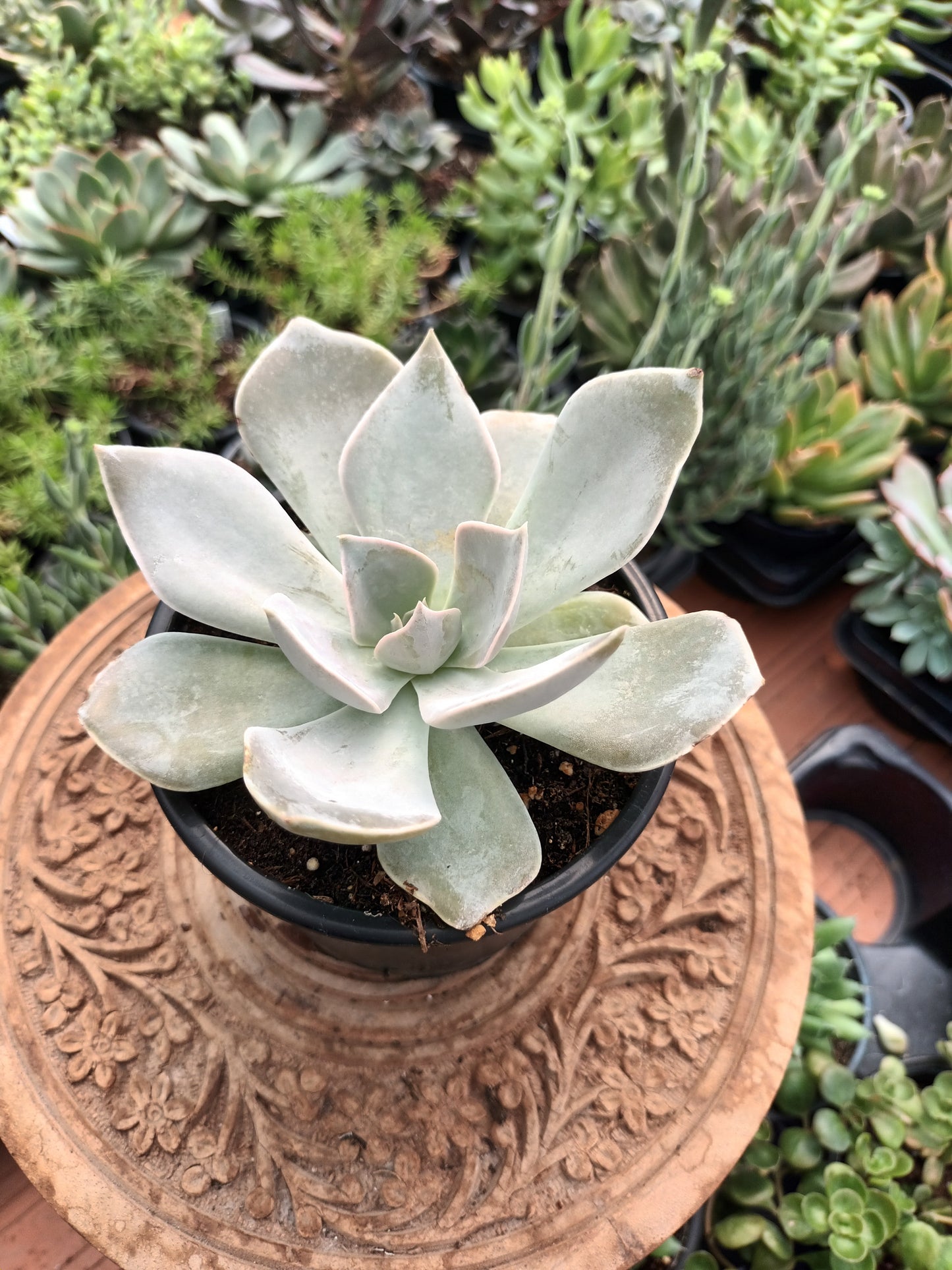 Echeveria rodolfi hybrid