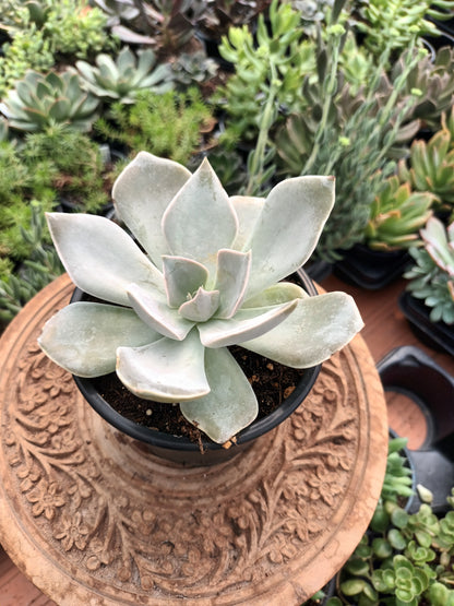 Echeveria rodolfi hybrid
