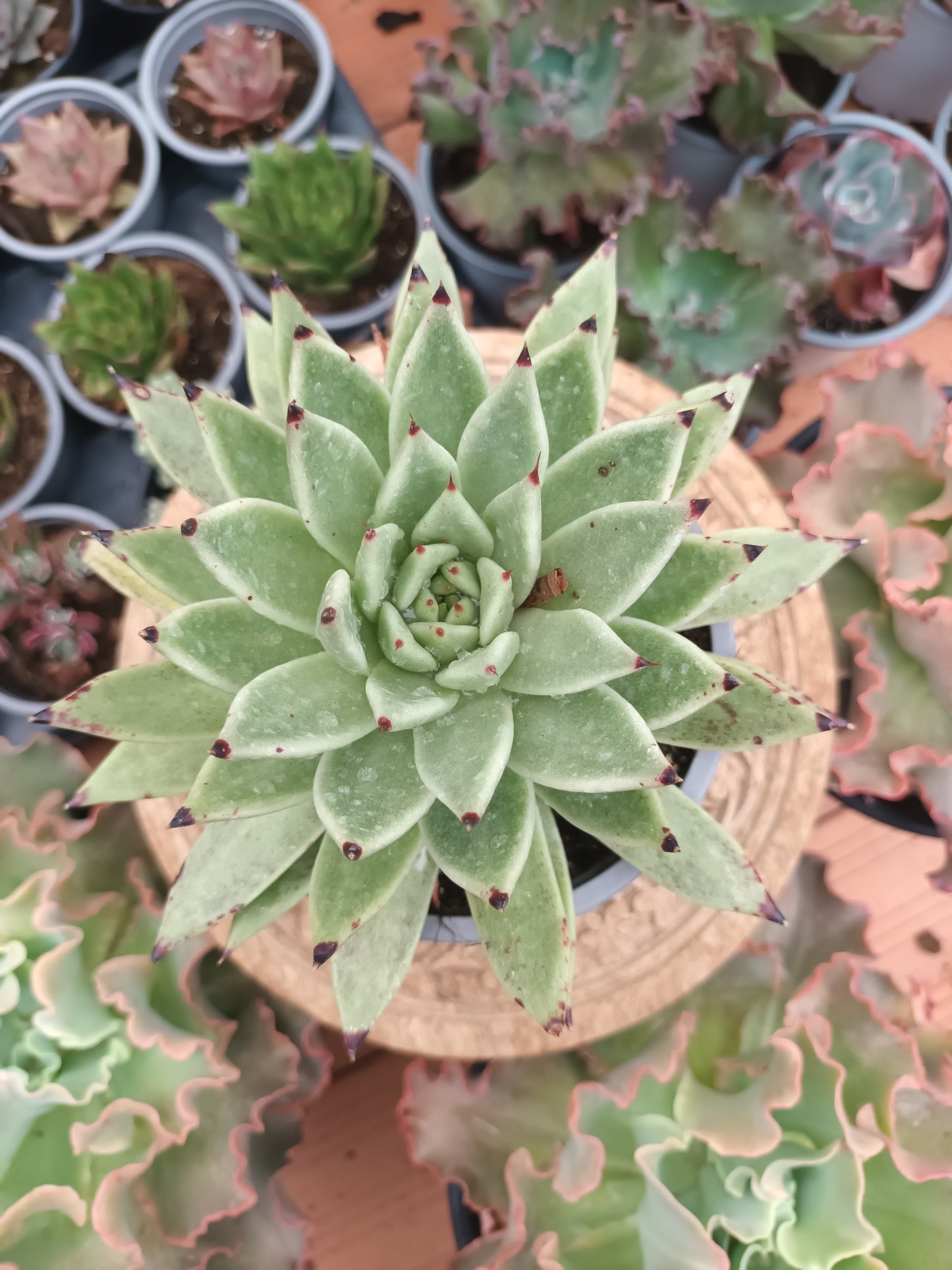 Echeveria agavoides