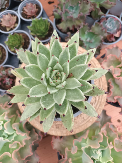 Echeveria agavoides