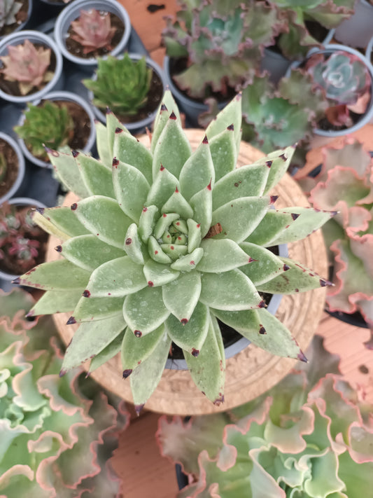 Echeveria agavoides