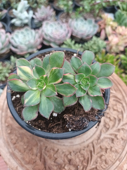 Aeonium Red edge variegata