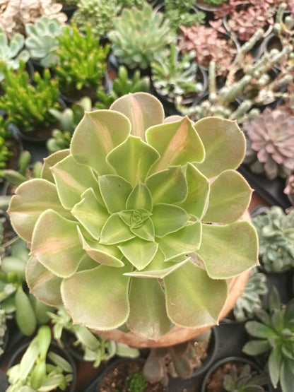 Aeonium pink witch middle