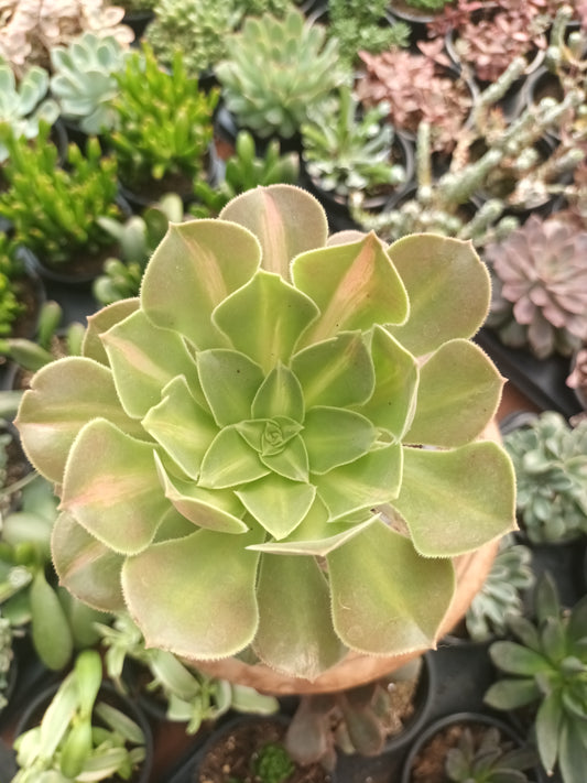 Aeonium pink witch middle