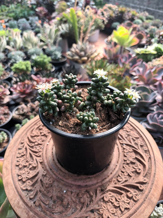 Sedum furfuraceum