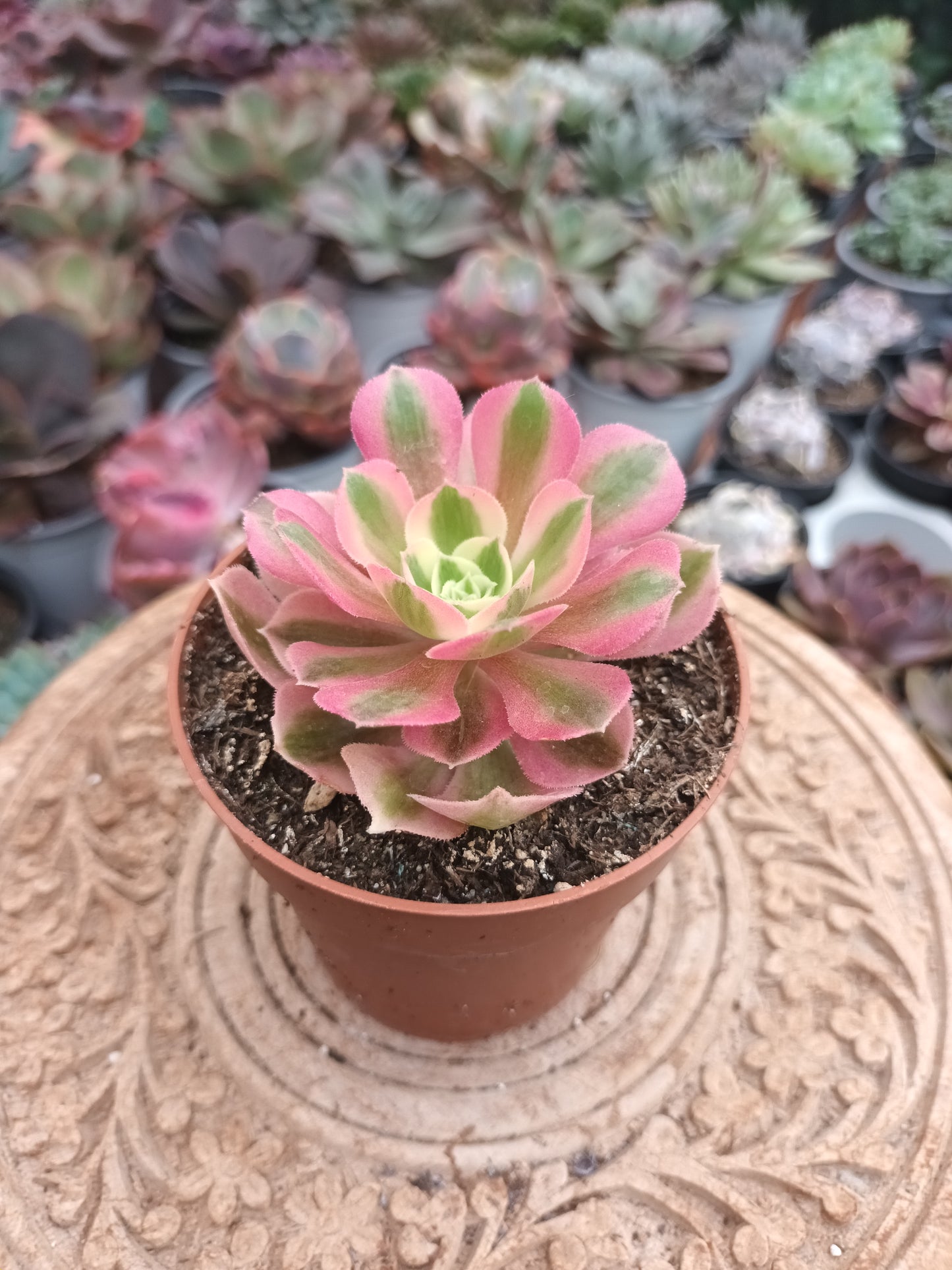 Aeonium Pink Witch