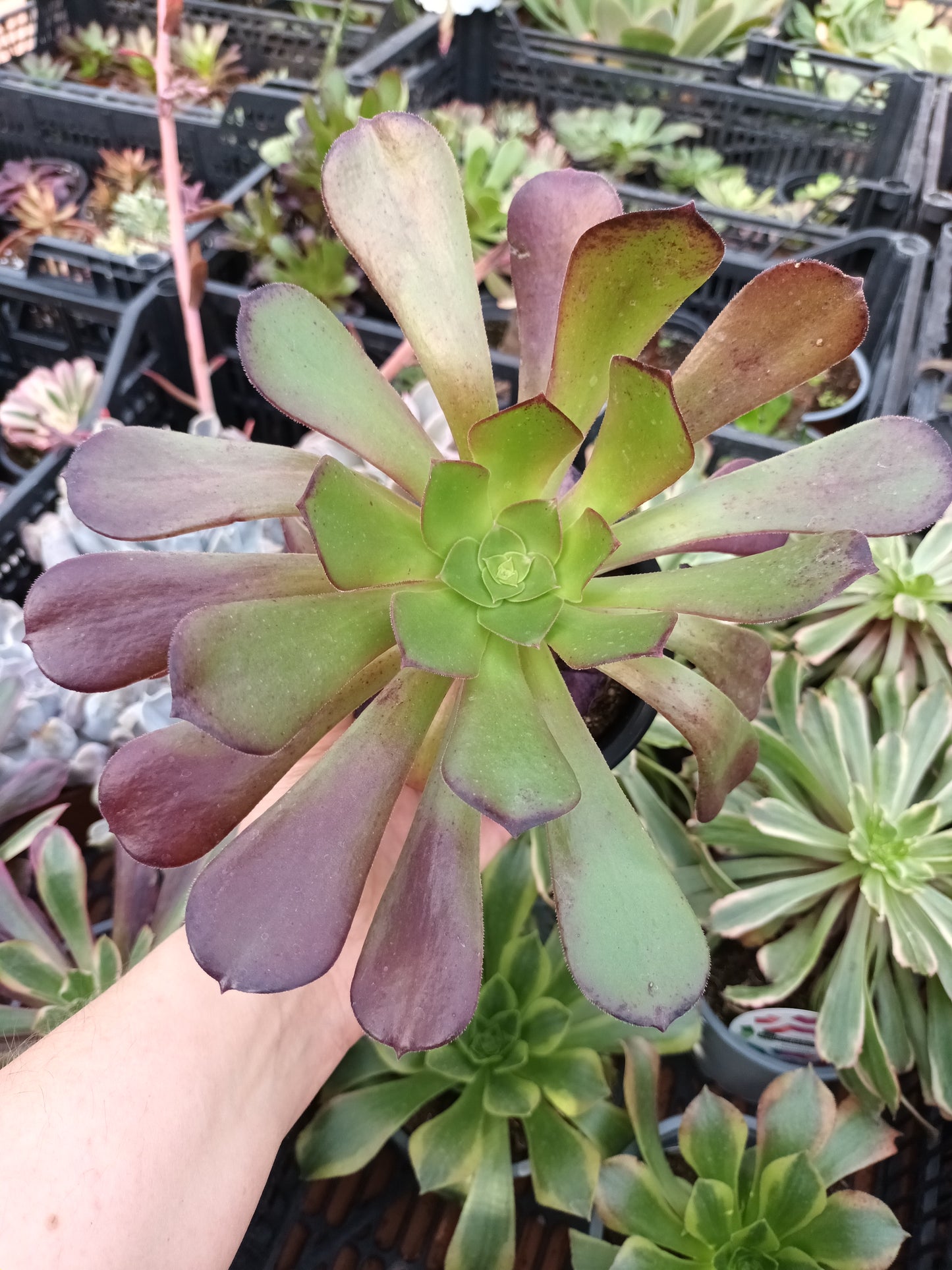 Aeonium velour