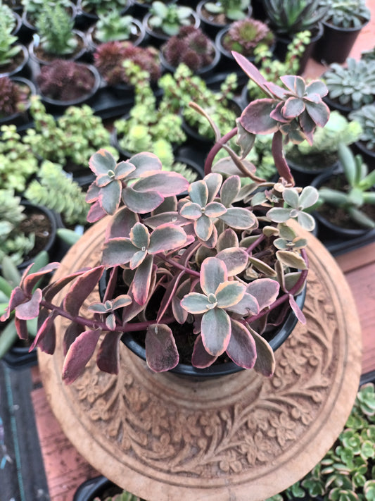 Sedum marginalis 'Rubra' variegata