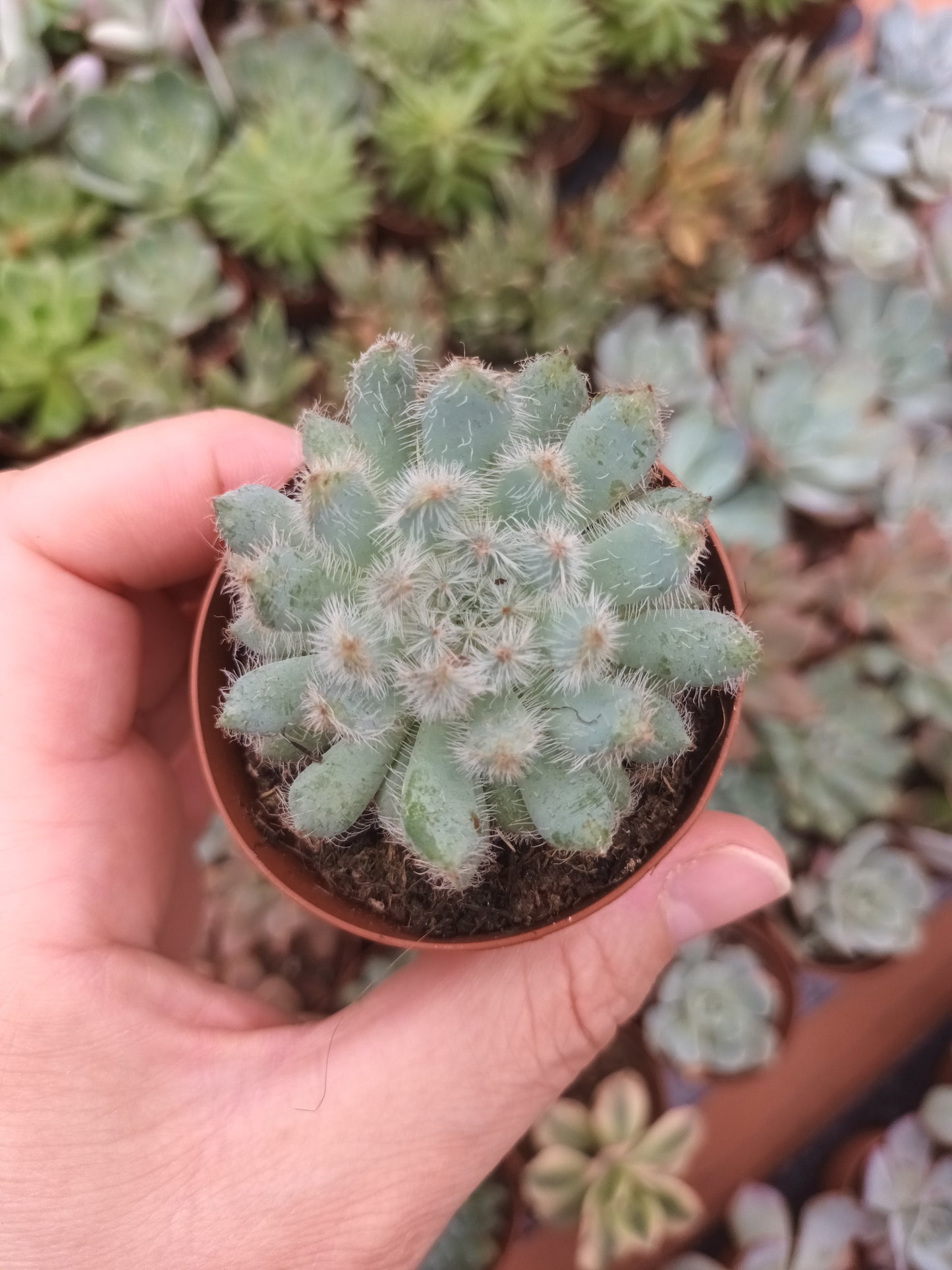 Echeveria Setosa var.minor