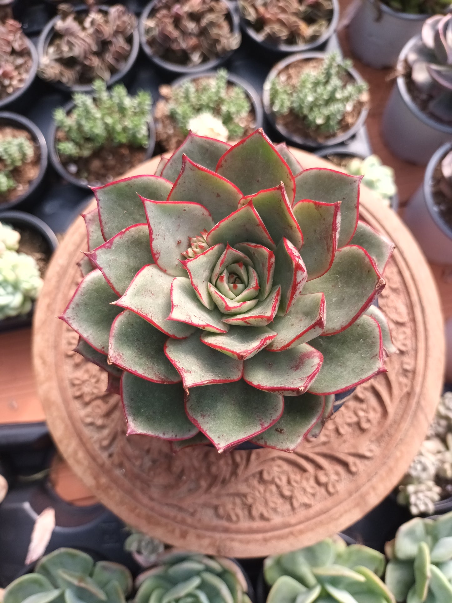 Echeveria longissima var. brachyantha