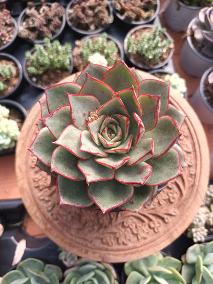Echeveria longissima var. brachyantha