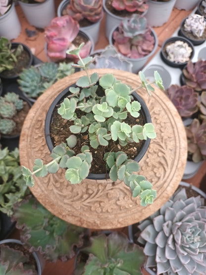 Sedum ‘Hylotelephium Sieboldii’ o planta Pilarica