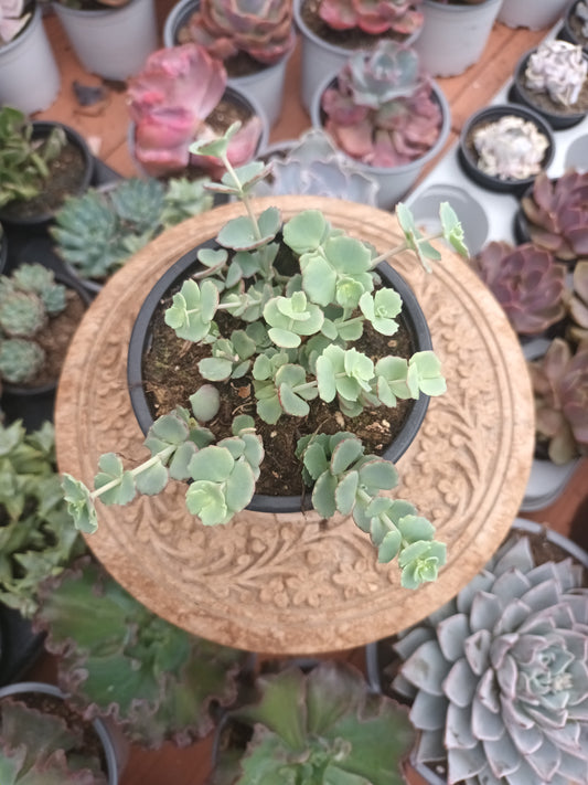 Sedum ‘Hylotelephium Sieboldii’ o planta Pilarica