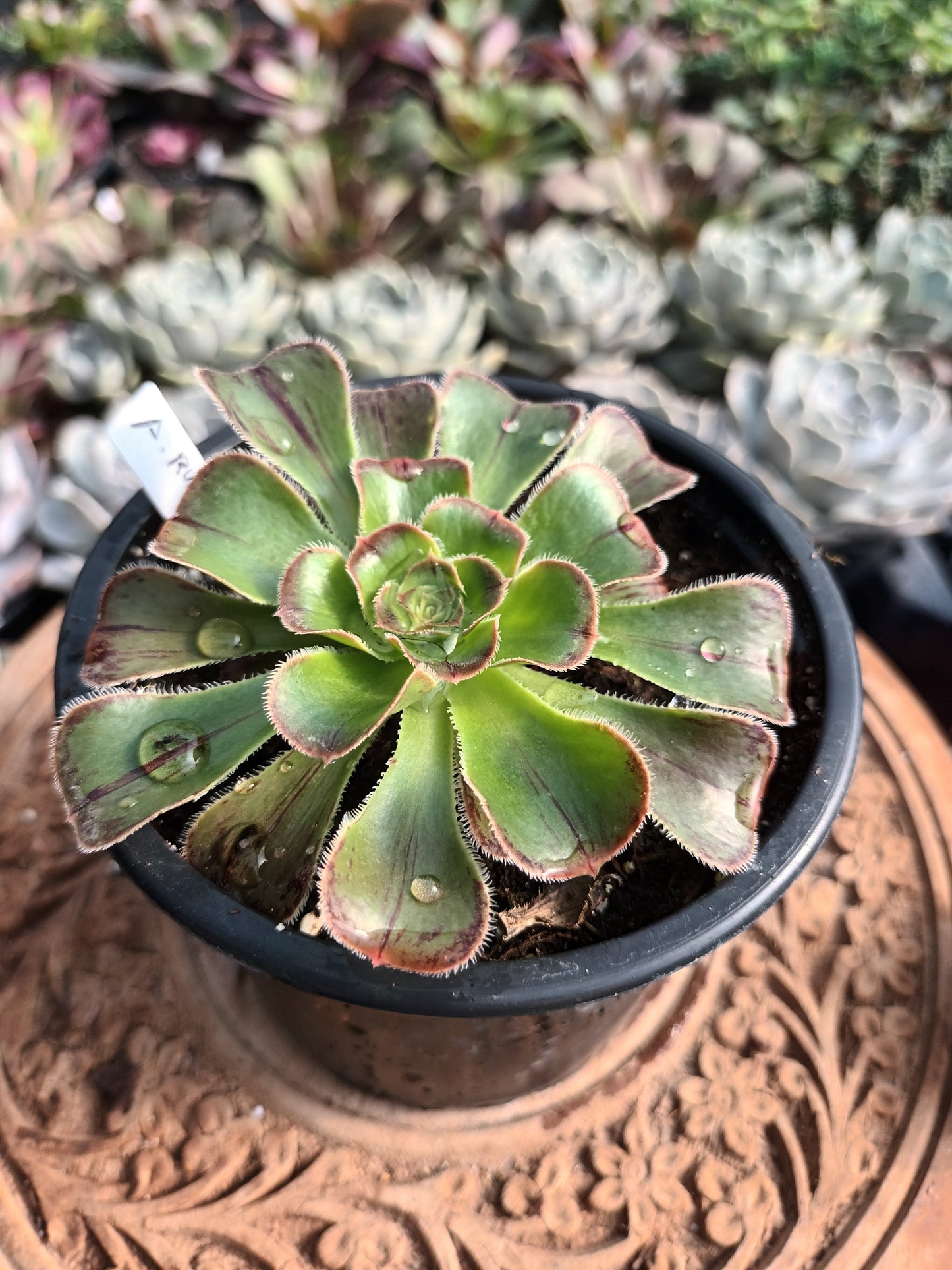 Aeonium rubrolineatum