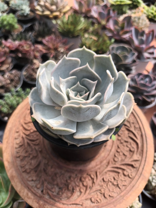 Echeveria lilacina